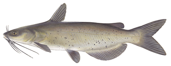 Emerson's Channel Catfish